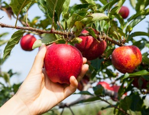 Picking your own apples in a local orchard is part of enjoying fall in the Fort.